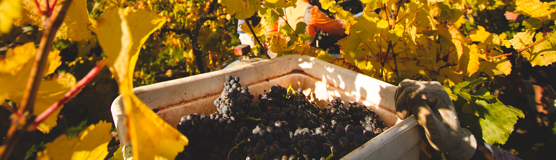 Wine Tasting Queenstown Header