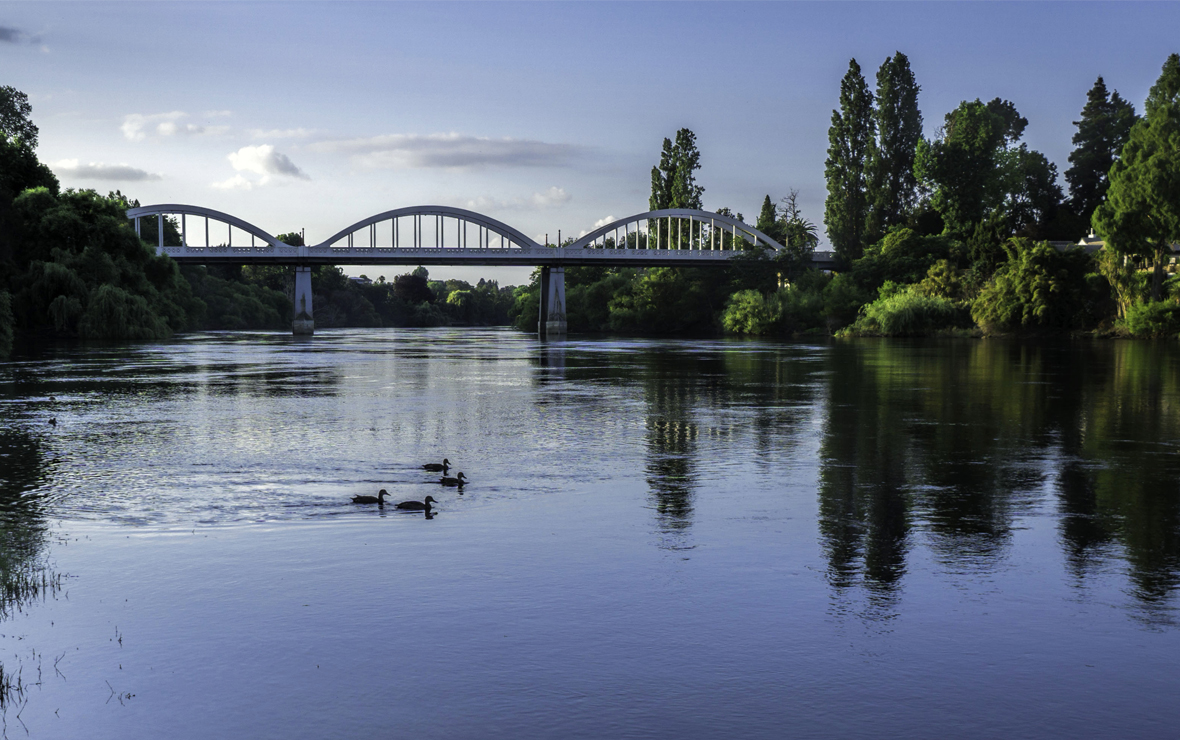 View of Waikato river with swimming ducks and Victoria Bridge in Hamilton