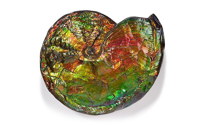Geek Week 0000 Natural History Ammonite