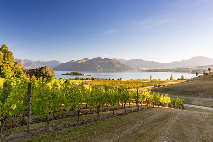 Wanaka Winery View Overlooking Lake Wanaka