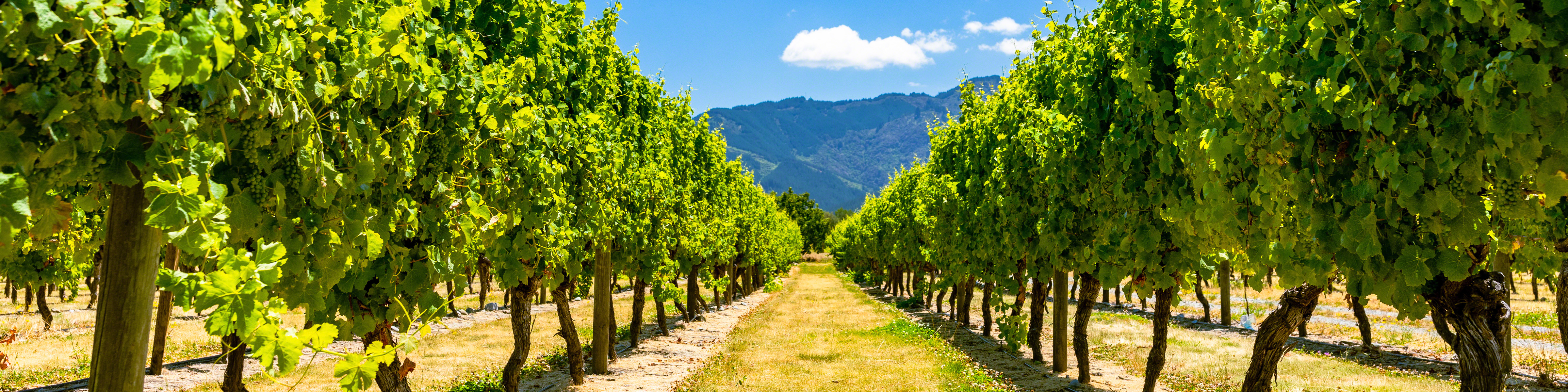 Marlborough Vineyard