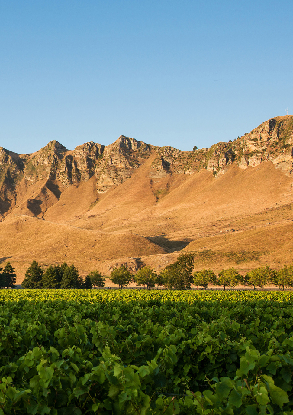 C7 Tall Havelock North